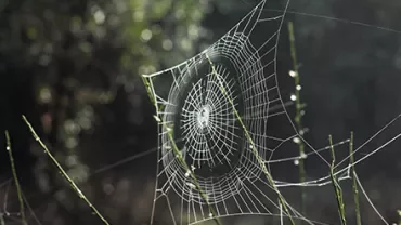 Spider web glistening in morning sunlight among green branches.